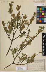Foto von Salix myrsinifolia Salisb.